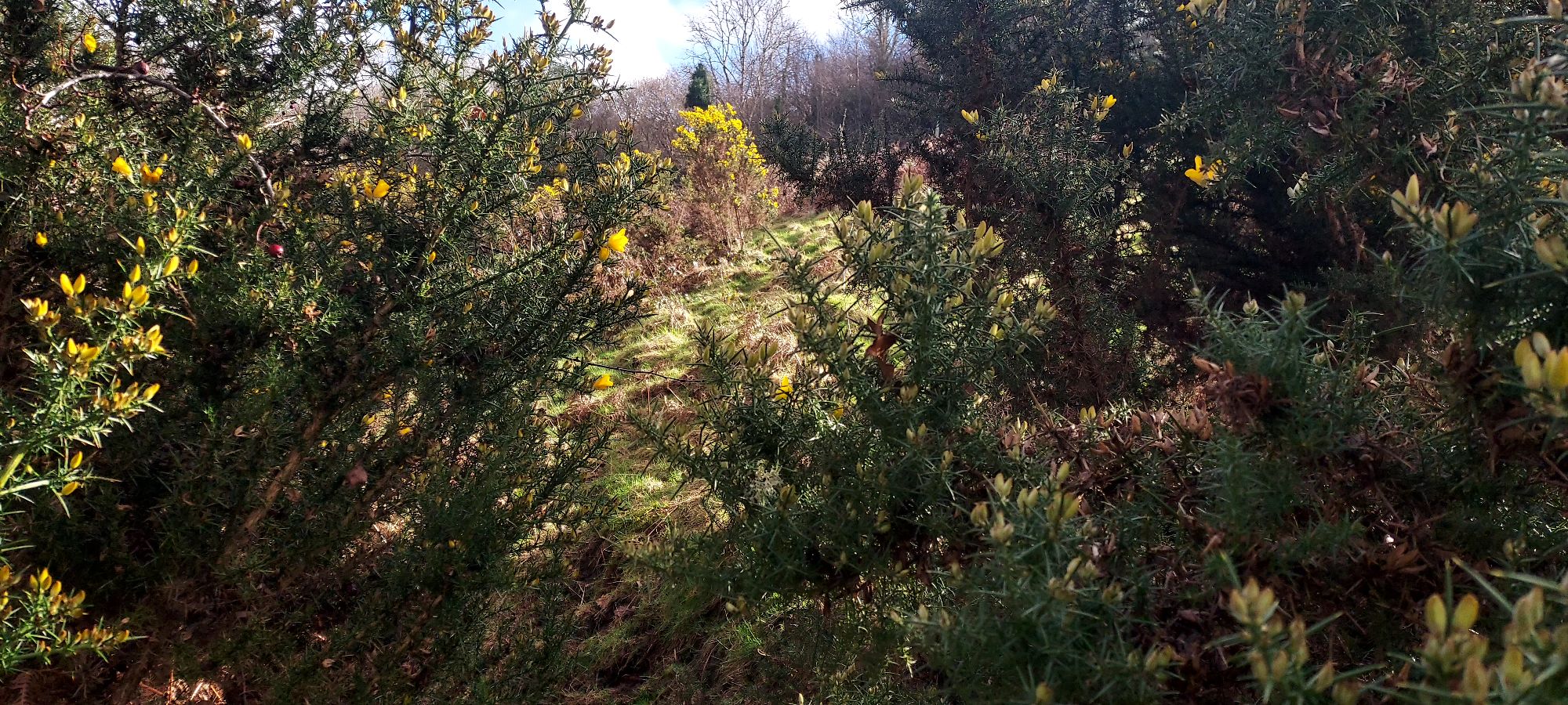 Grassy hillside pathway viewed through gorse bushes