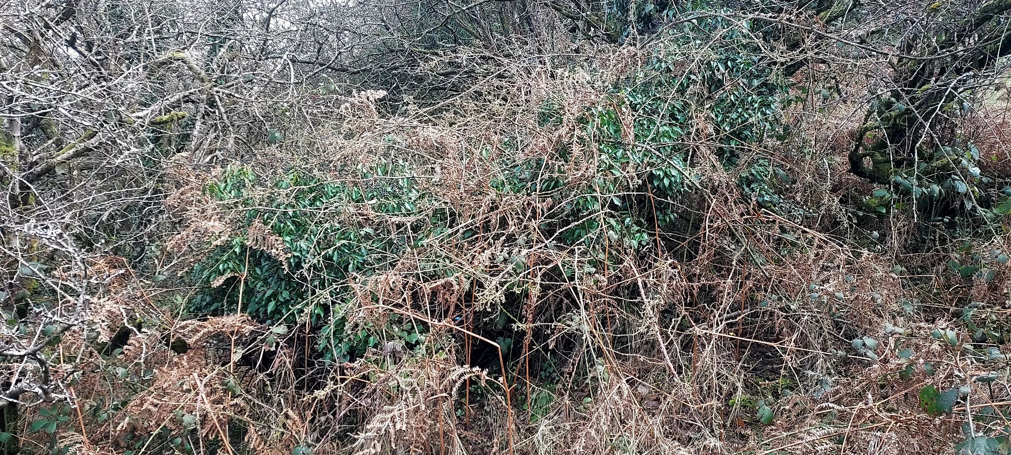 Pathway entrance overgrown with bracken and brambles