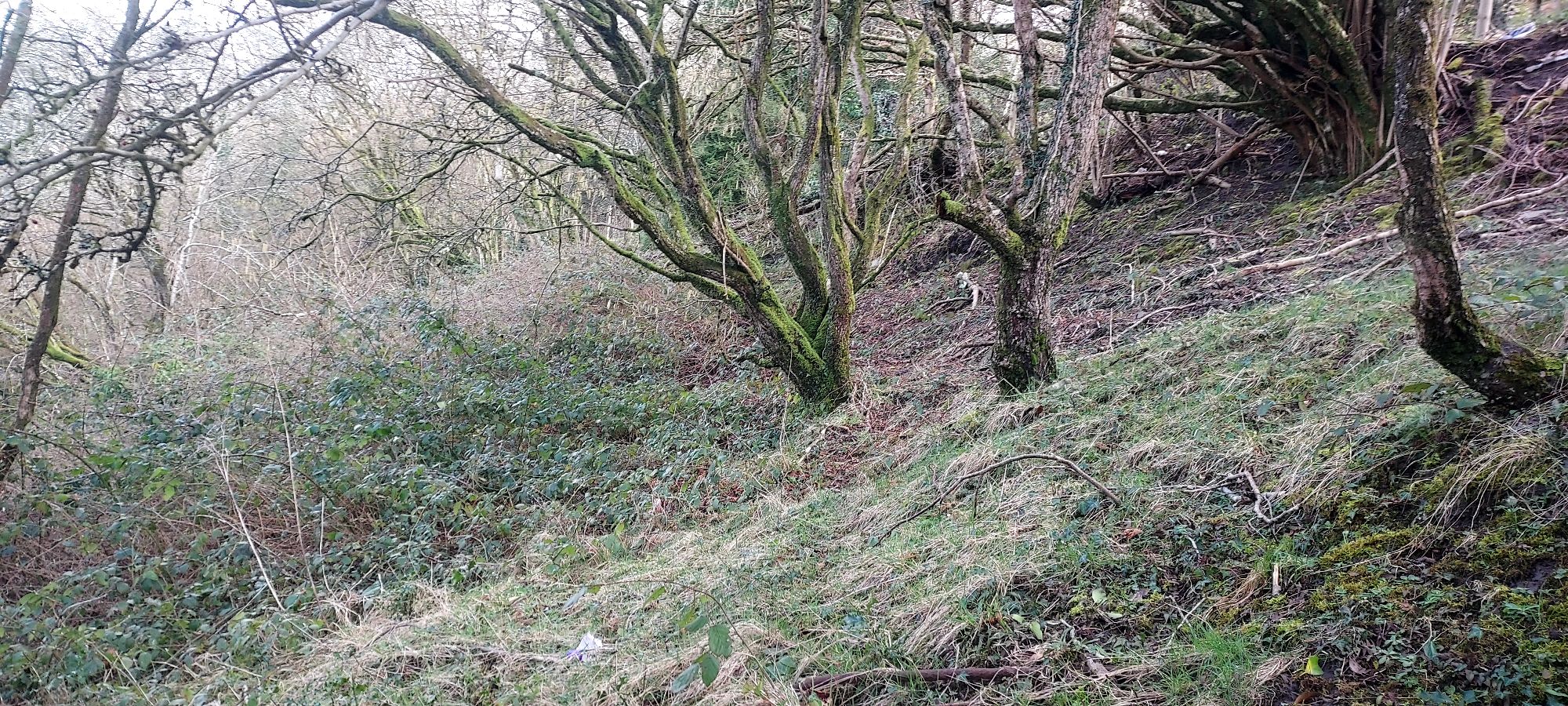Narrow pathway into overgrown woodland