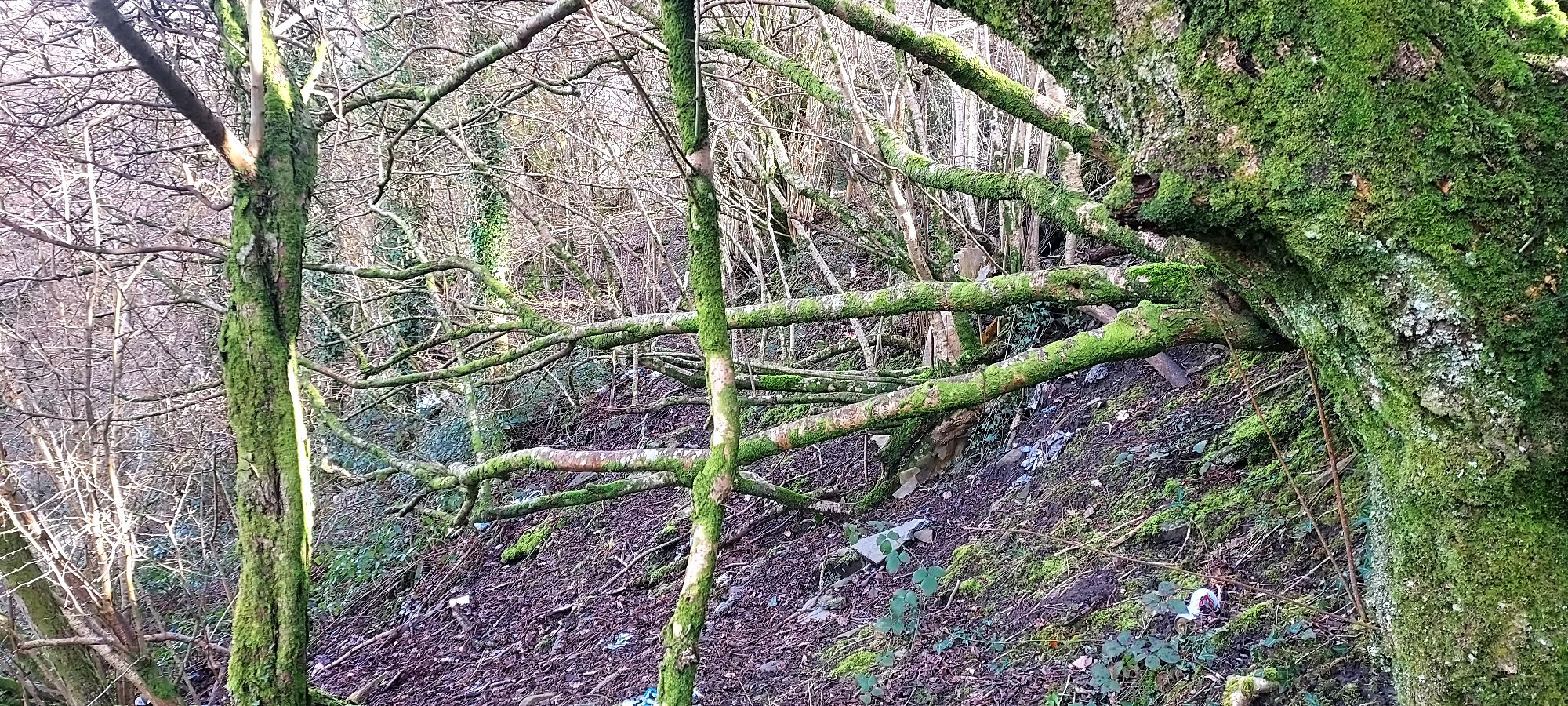 Woodland path obscured by tree branches