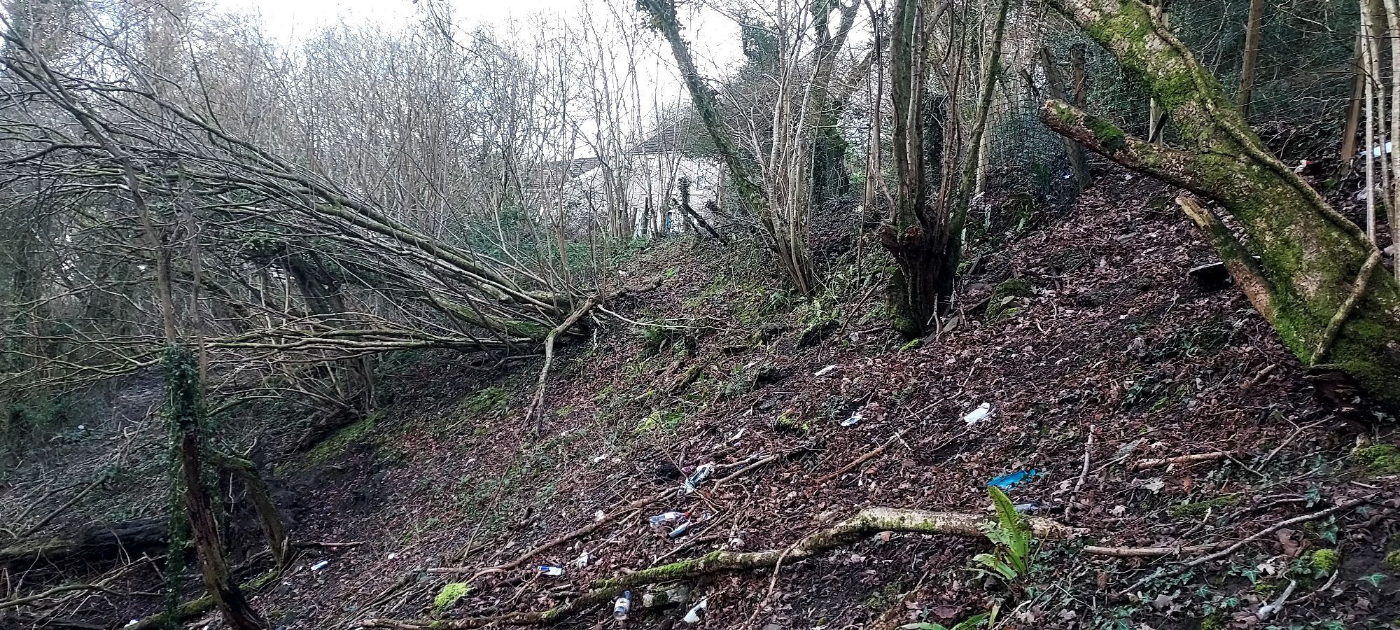 Steep bank of woodland with litter