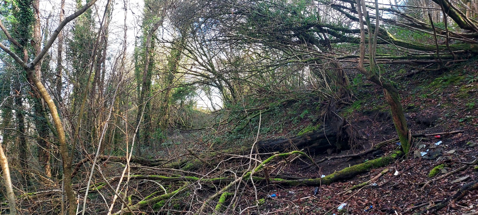 Overgrown woodland path with fallen trees
