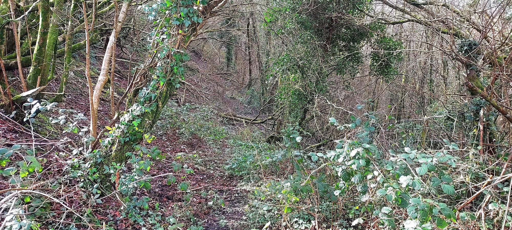 Overgrown woodland path