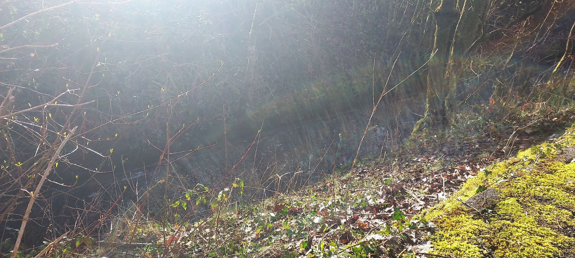 Misty light on the bank of a stream