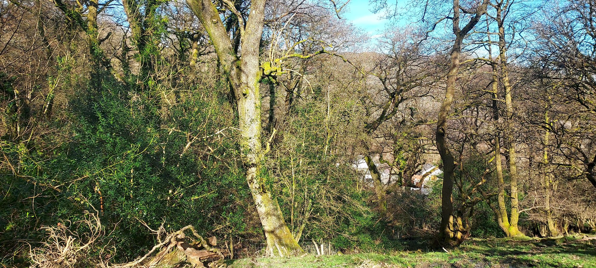 Sunlight on spring tree trunks