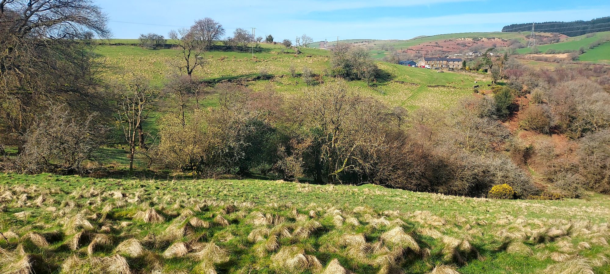 Tussocky grass on rolling mountain top fields