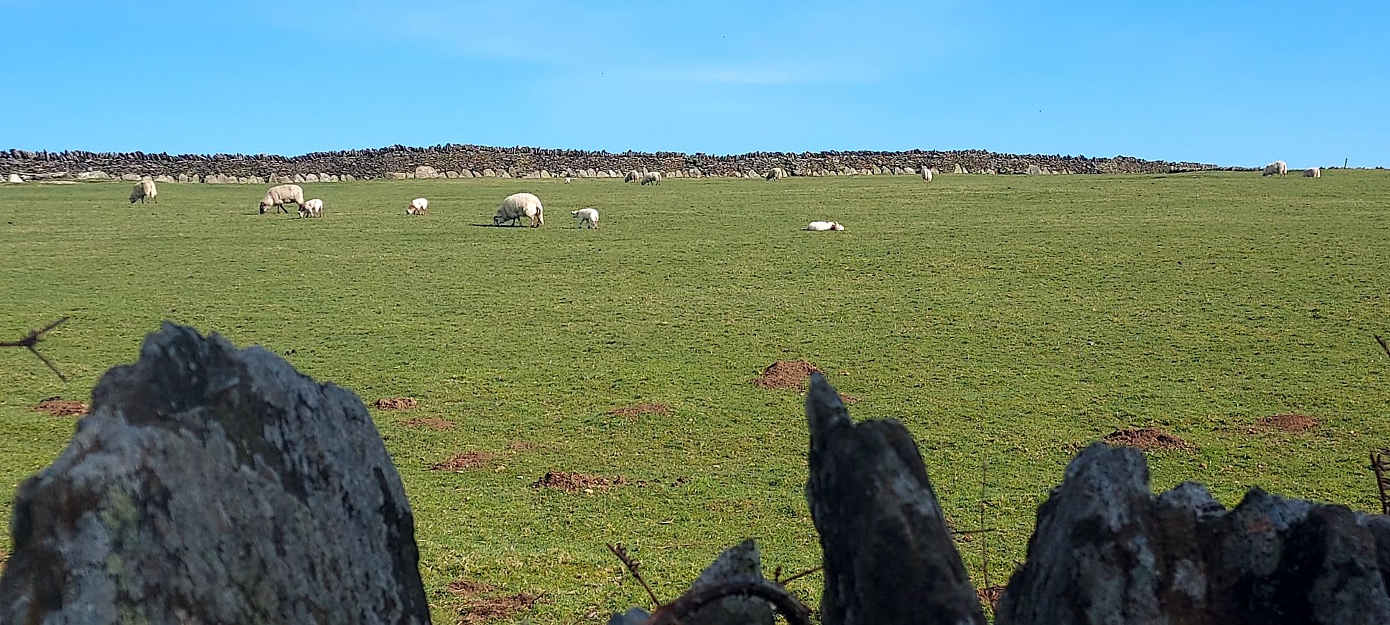 Sheep and early lambs in a sunlit field beyond a wall