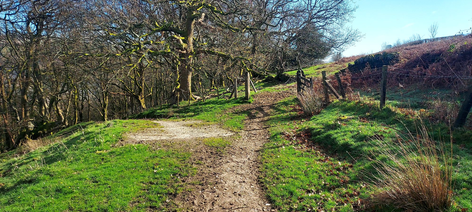 Diverging points of mountain path into spring woodland
