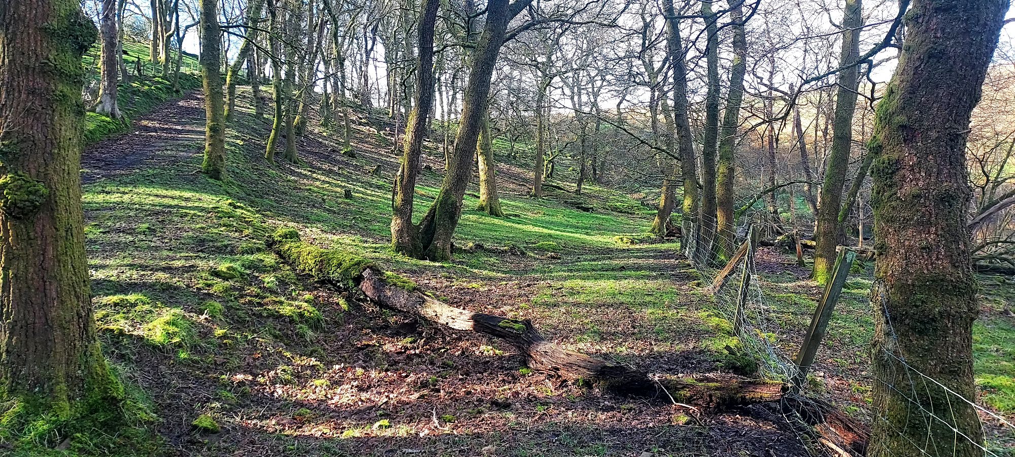 Diverging woodland pathways