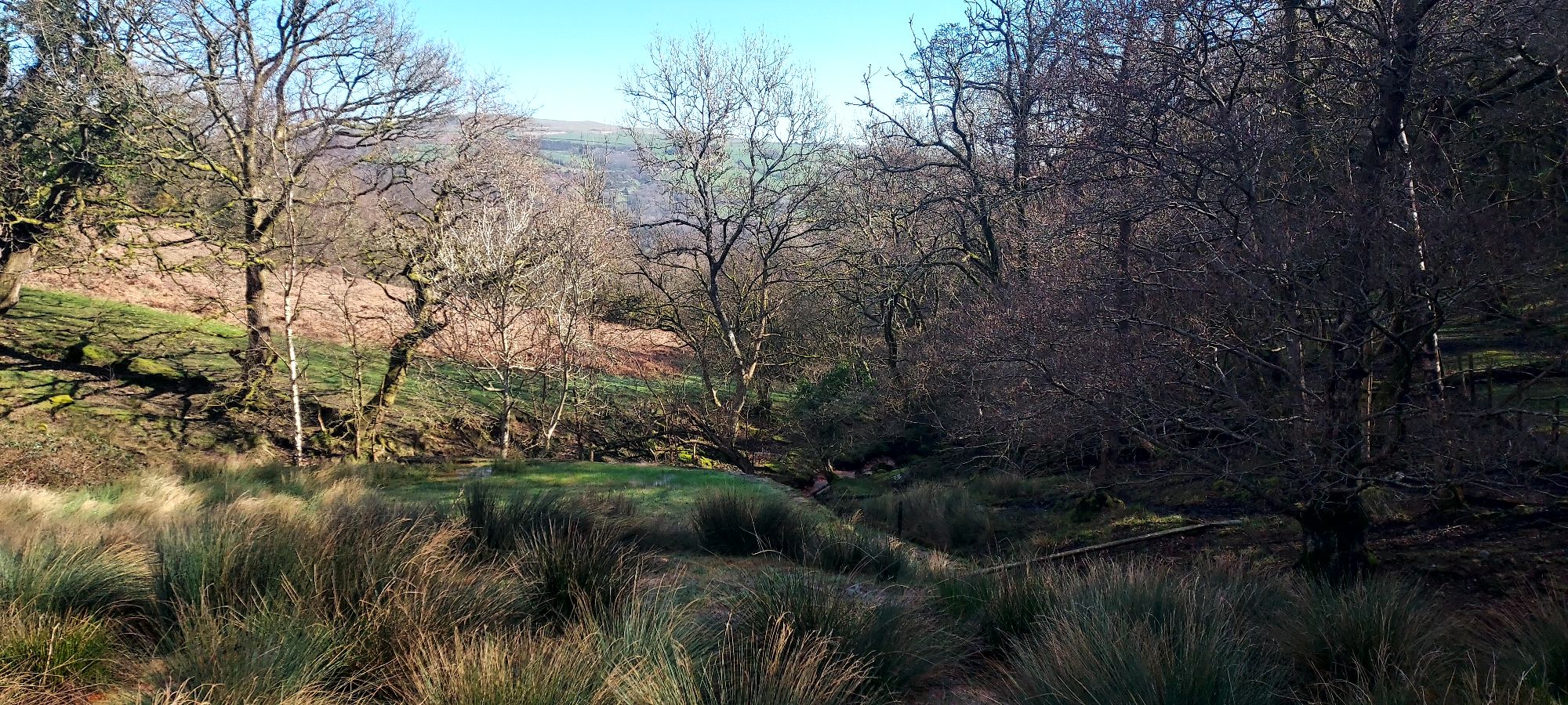 Wooded hillside vista in sunlight