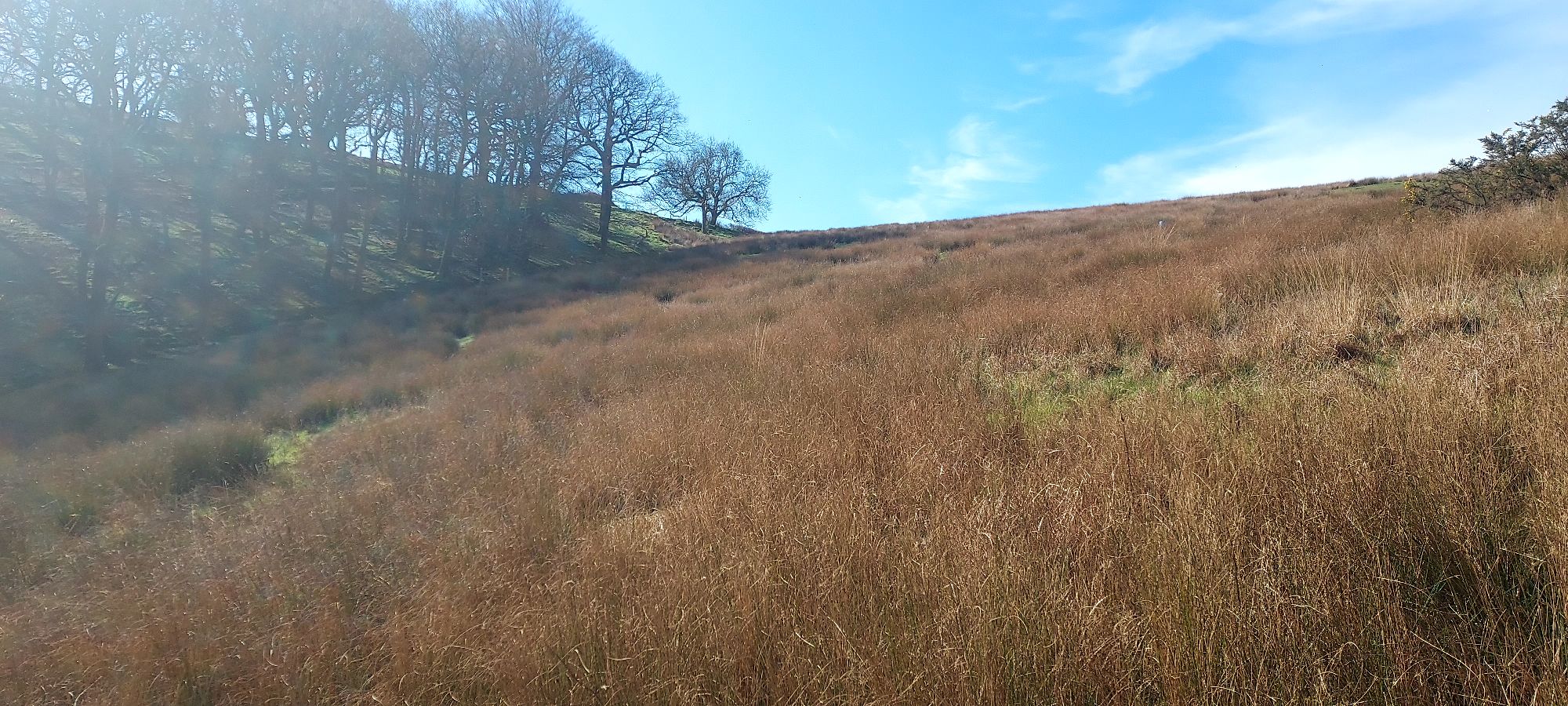 Spring sunshine reflecting off long grasses on a hillside