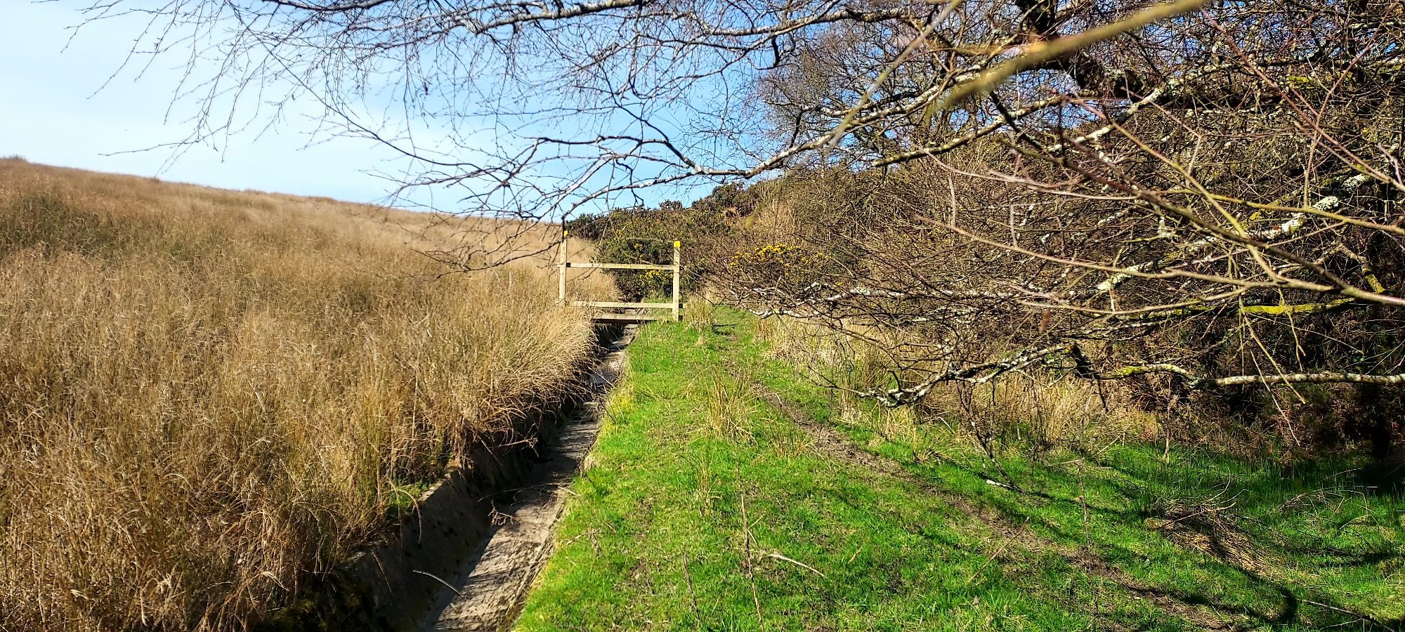 Small wooden bridge over a culvert with footpath into long grass