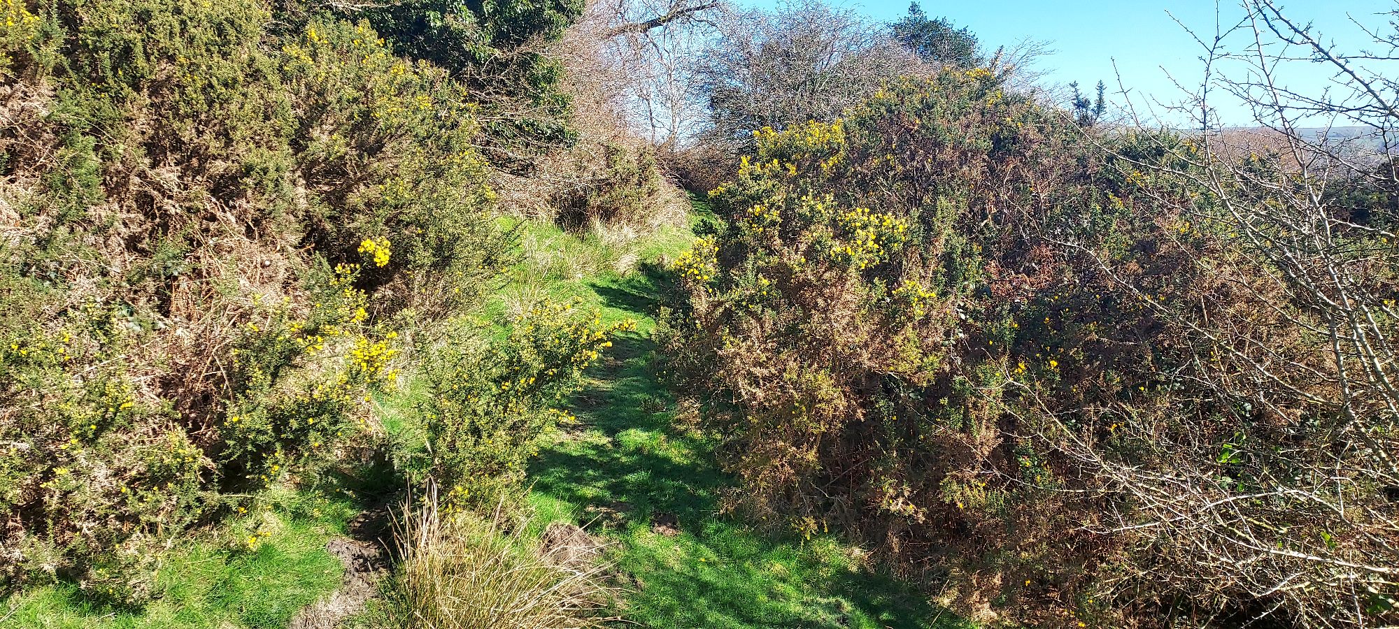 Grassy pathway through gorse bushes