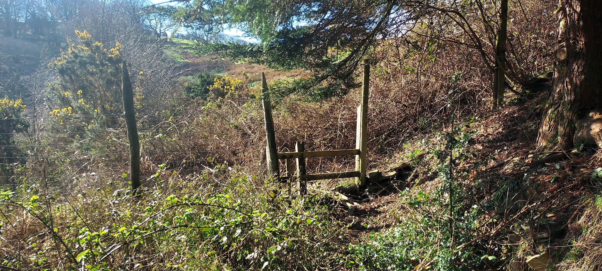 Walking Diaries*Spring*The Sunlit&nbsp;Mountain…