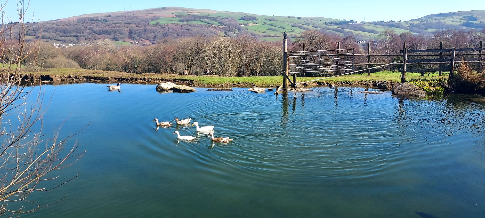 Ducks in a pond with mountain views beyond