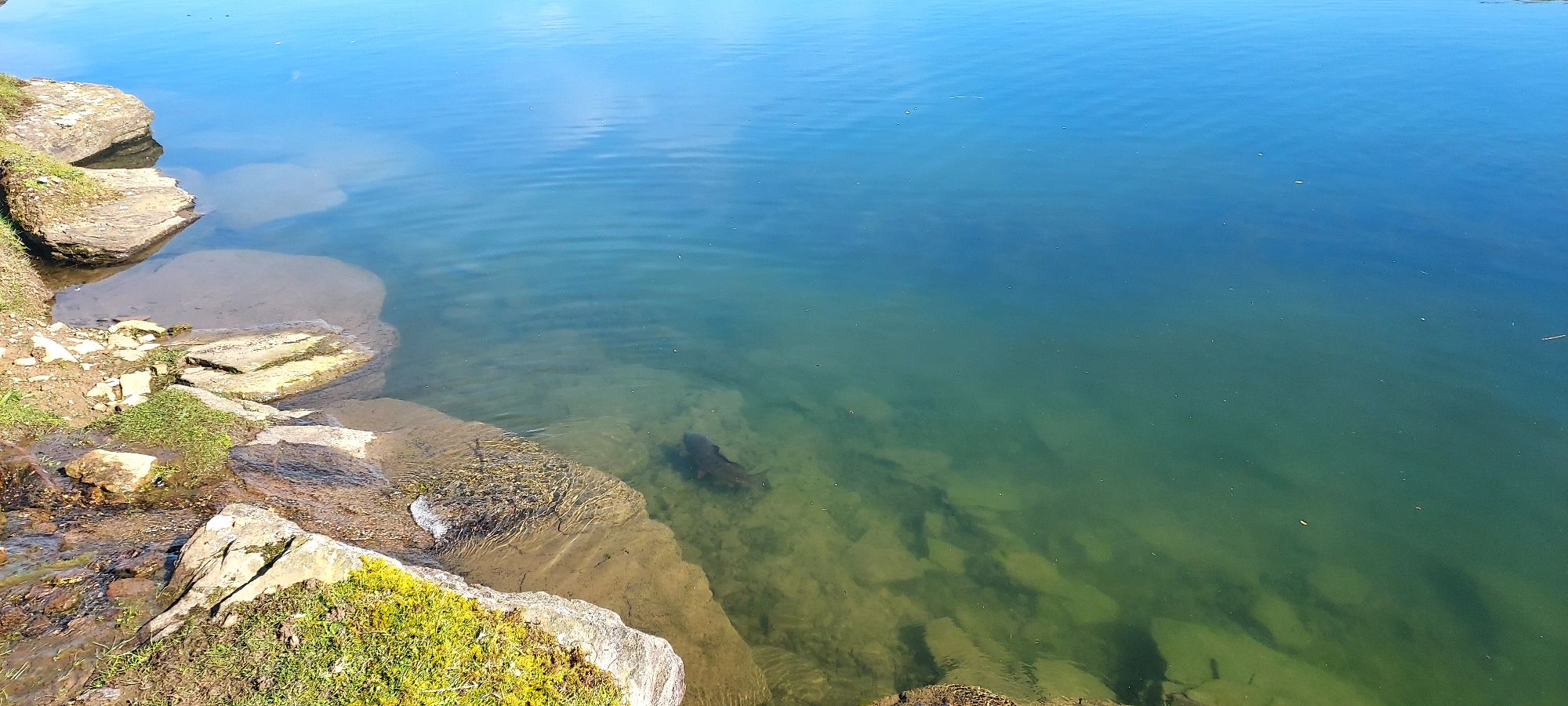Fish in the depths of a deep hillside pond