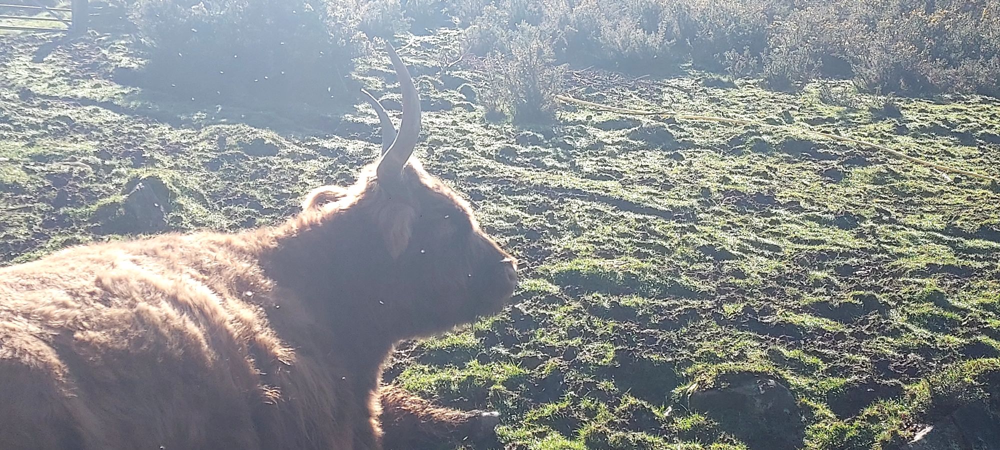 Contented highland cow lying down in a field in the spring sunshine