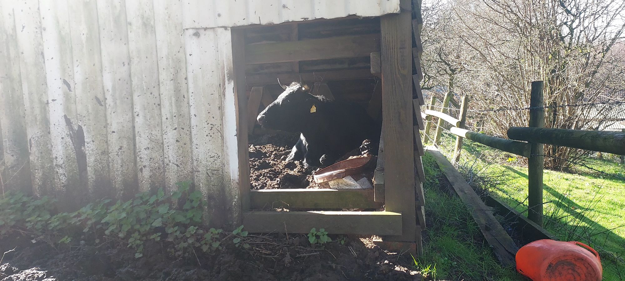 Cow in the sunshine in a barn