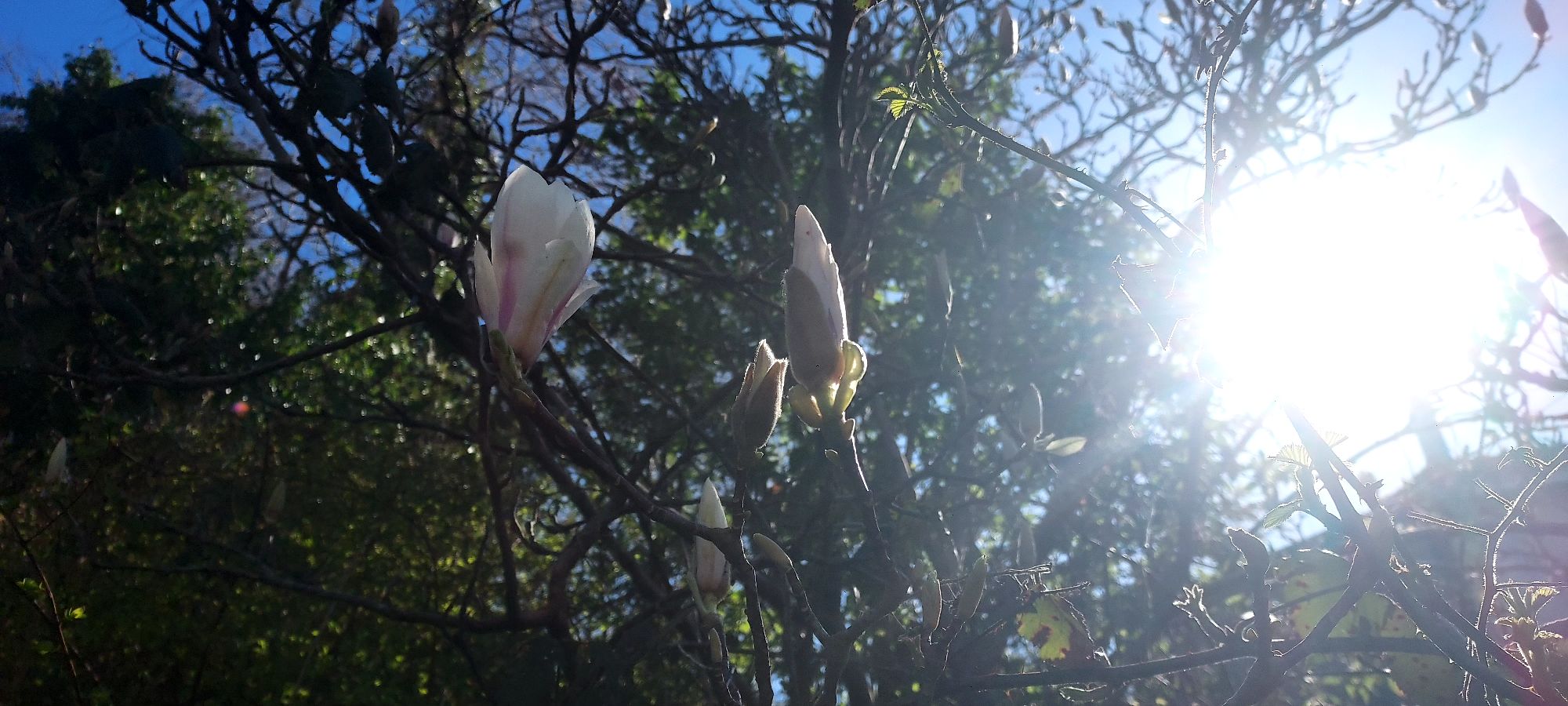 Magnolia flowers opening in the spring sunshine