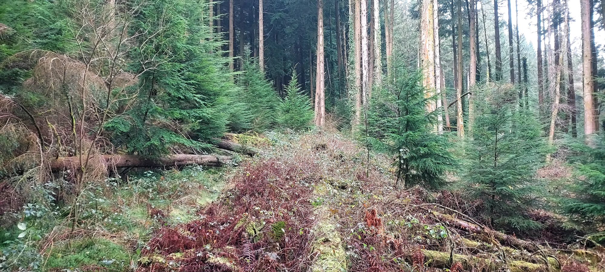 Overgrown forest path with fallen trees and giant pines looming beyond