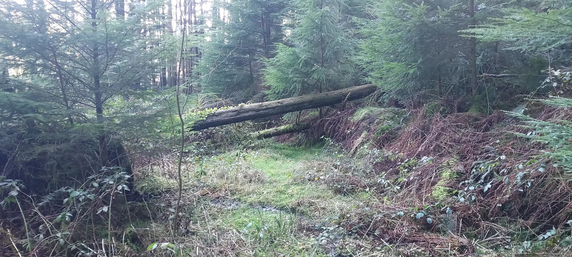 Tree trunks across a forest pathway