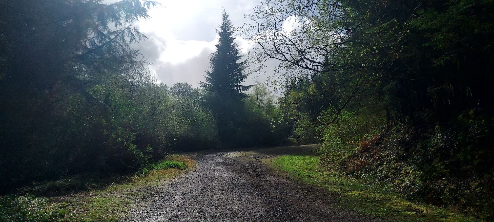 Wide mountain pathway in sunshine flanked by trees