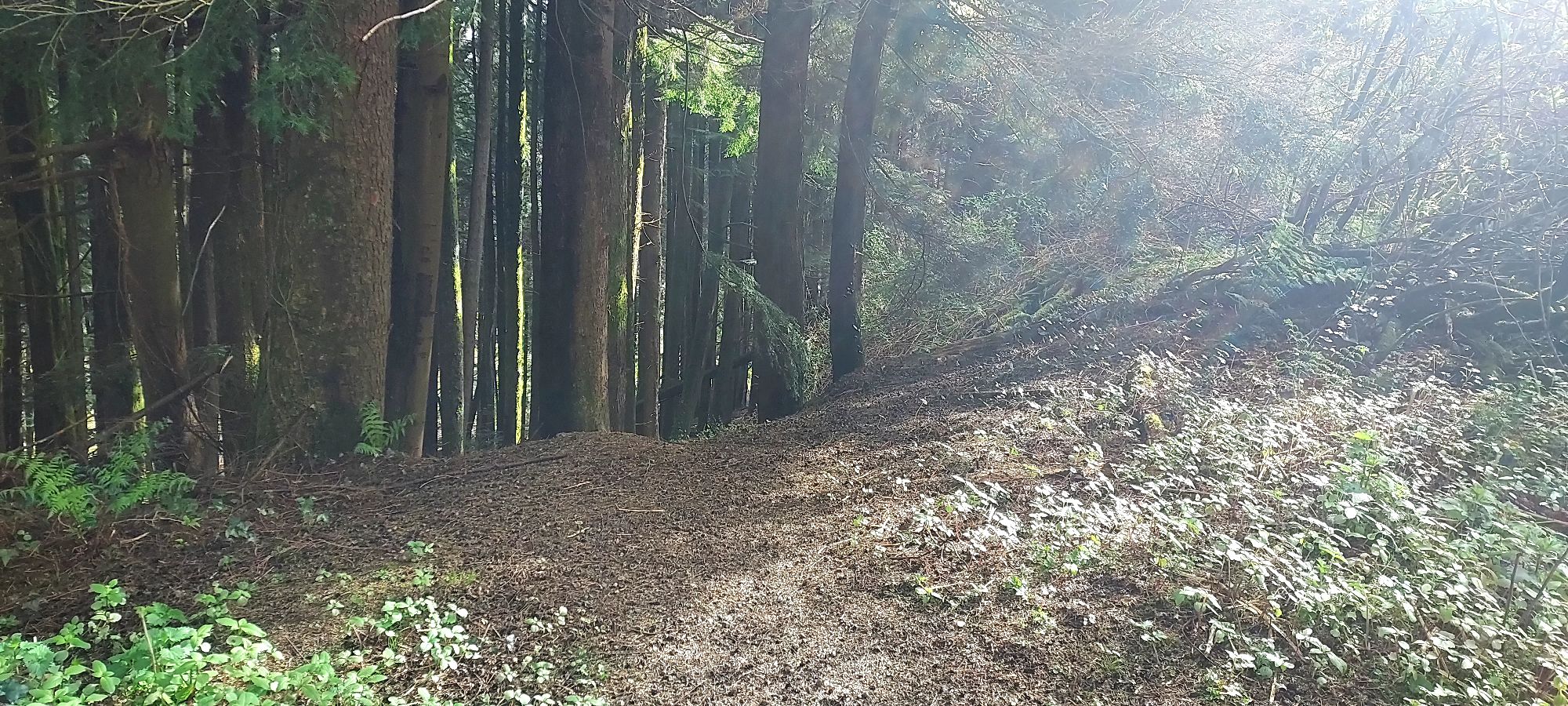 Streams of sunlight onto earthy forest path on the edge of the trees