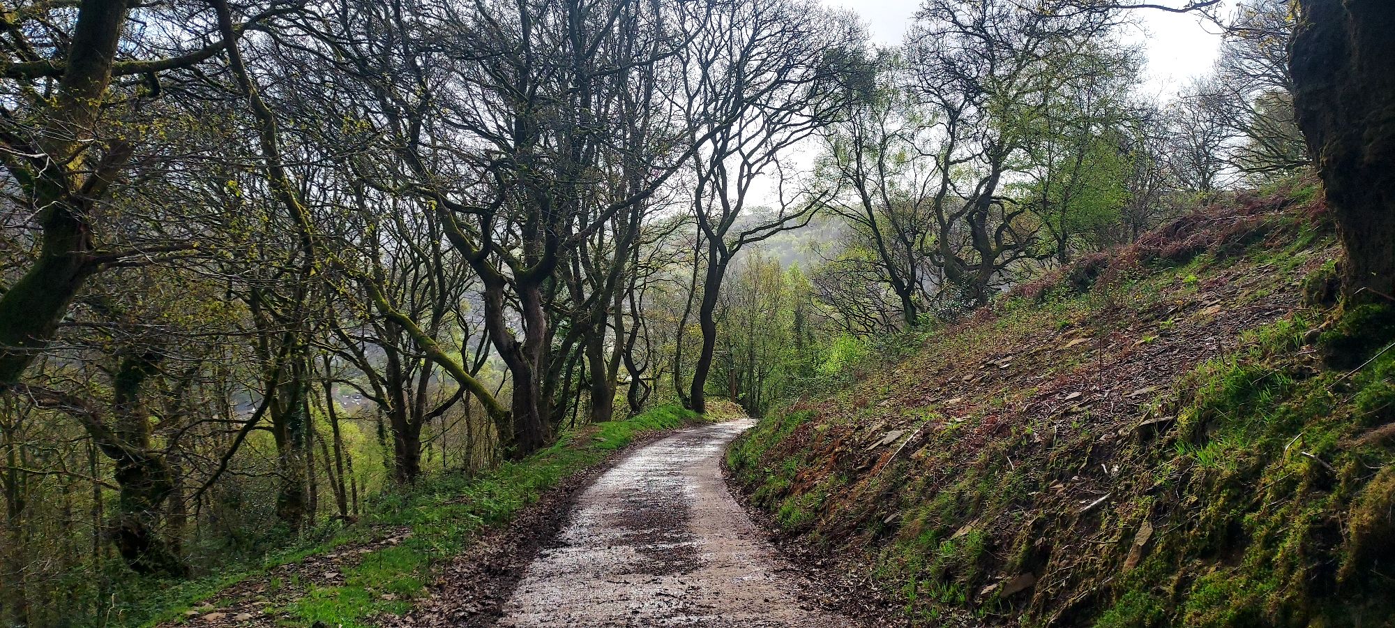Path winding down a mountainside through trees
