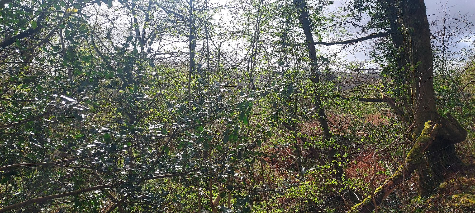 Sun shining on greenery at edge of forest with open skies beyond