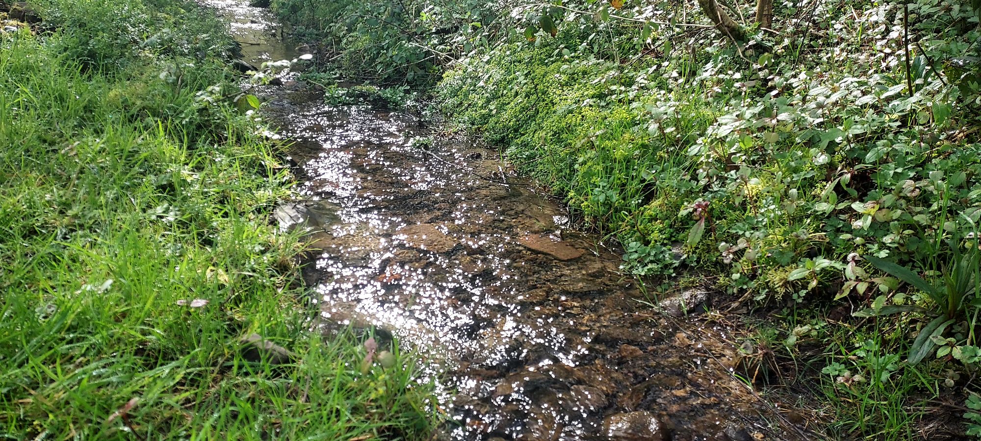 Babbling stream in the sunshine