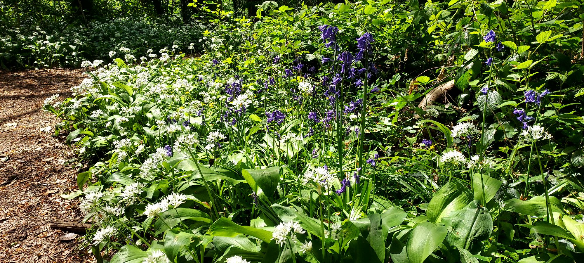 Ramsons (wild garlic) and bluebells beside a sunny woodland path