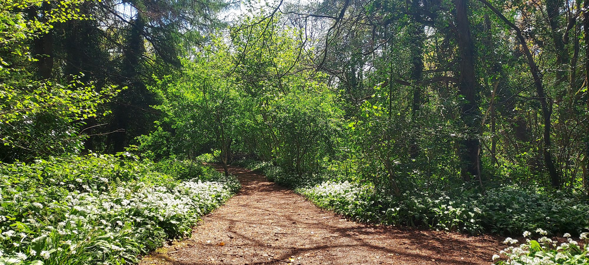 Sunny path into woods with Ramsons beside