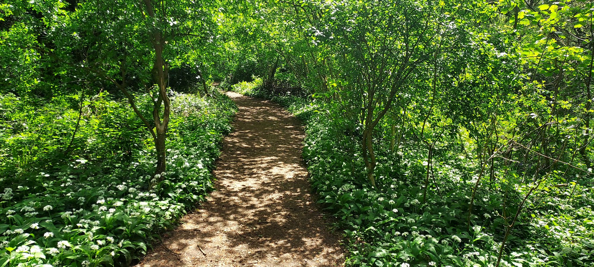 Sun dappled woodland path with wild garlic flowers beside