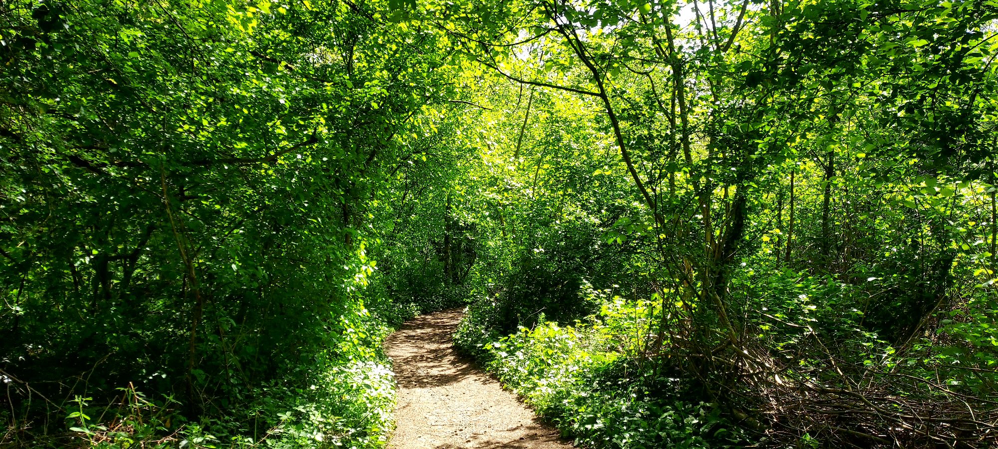 Pathway surrounded by vibrant green leaved trees in spring