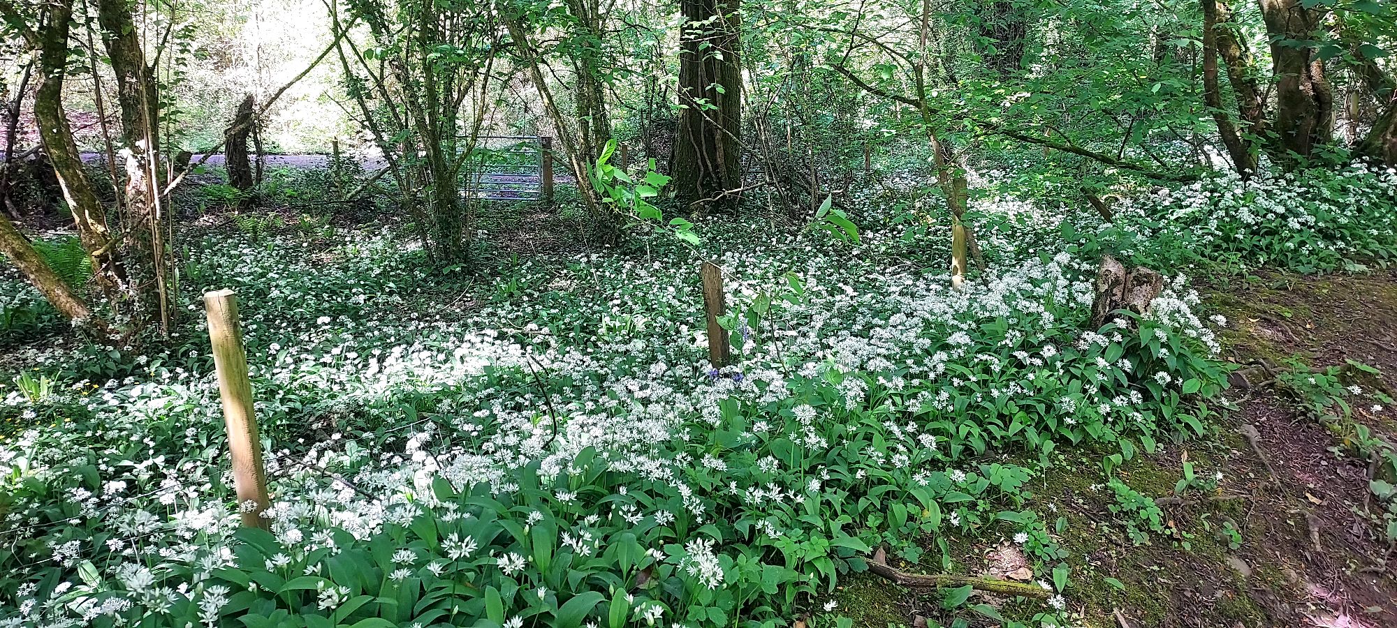 Wild garlic flowers in sun dappled woodland