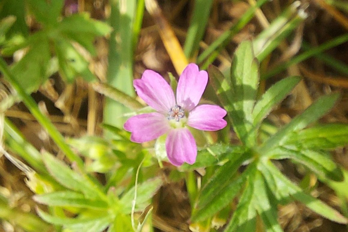 Pink cranesbill flower in sunlight