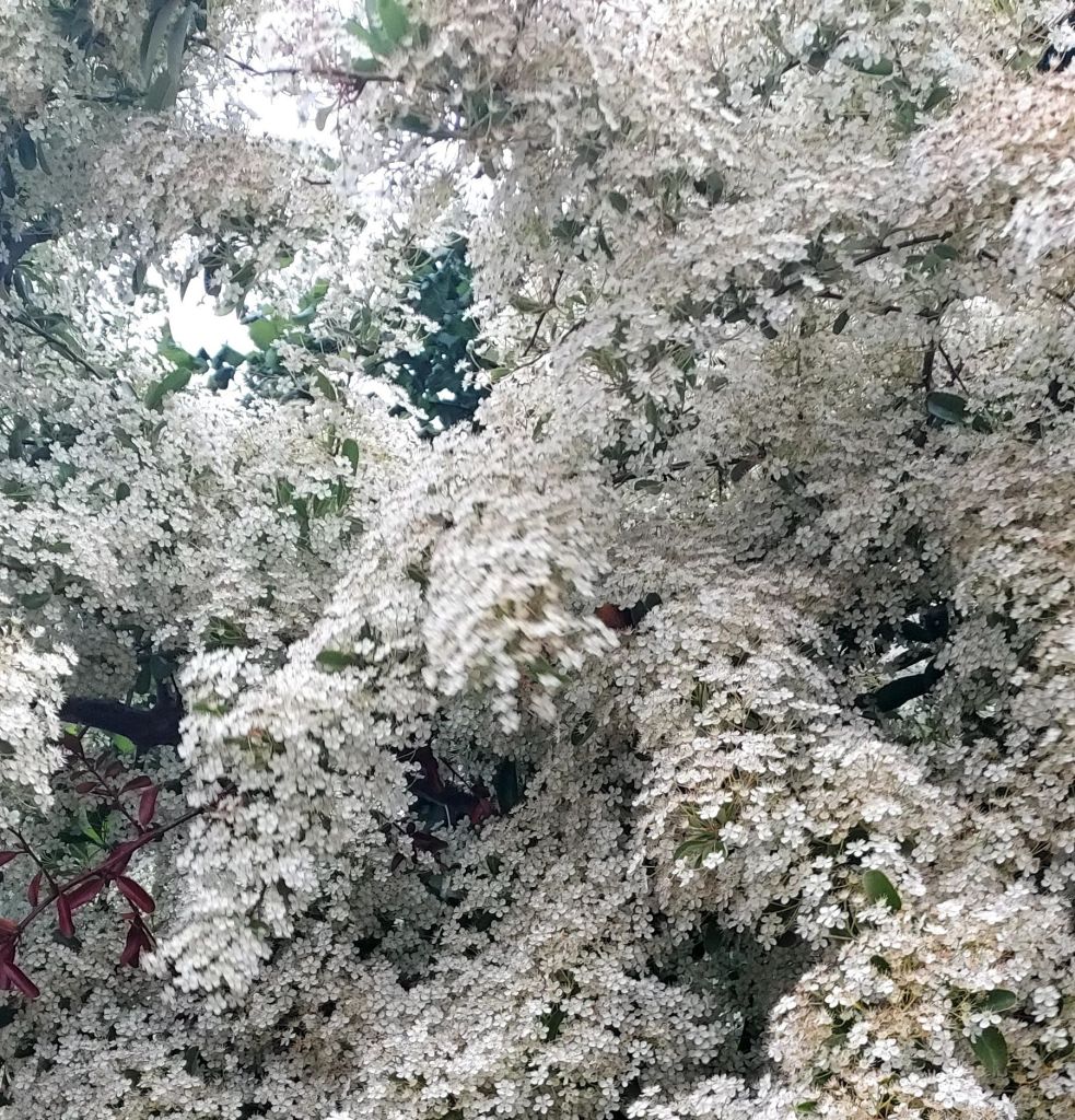 Abundant mayflower blossom in sunlight