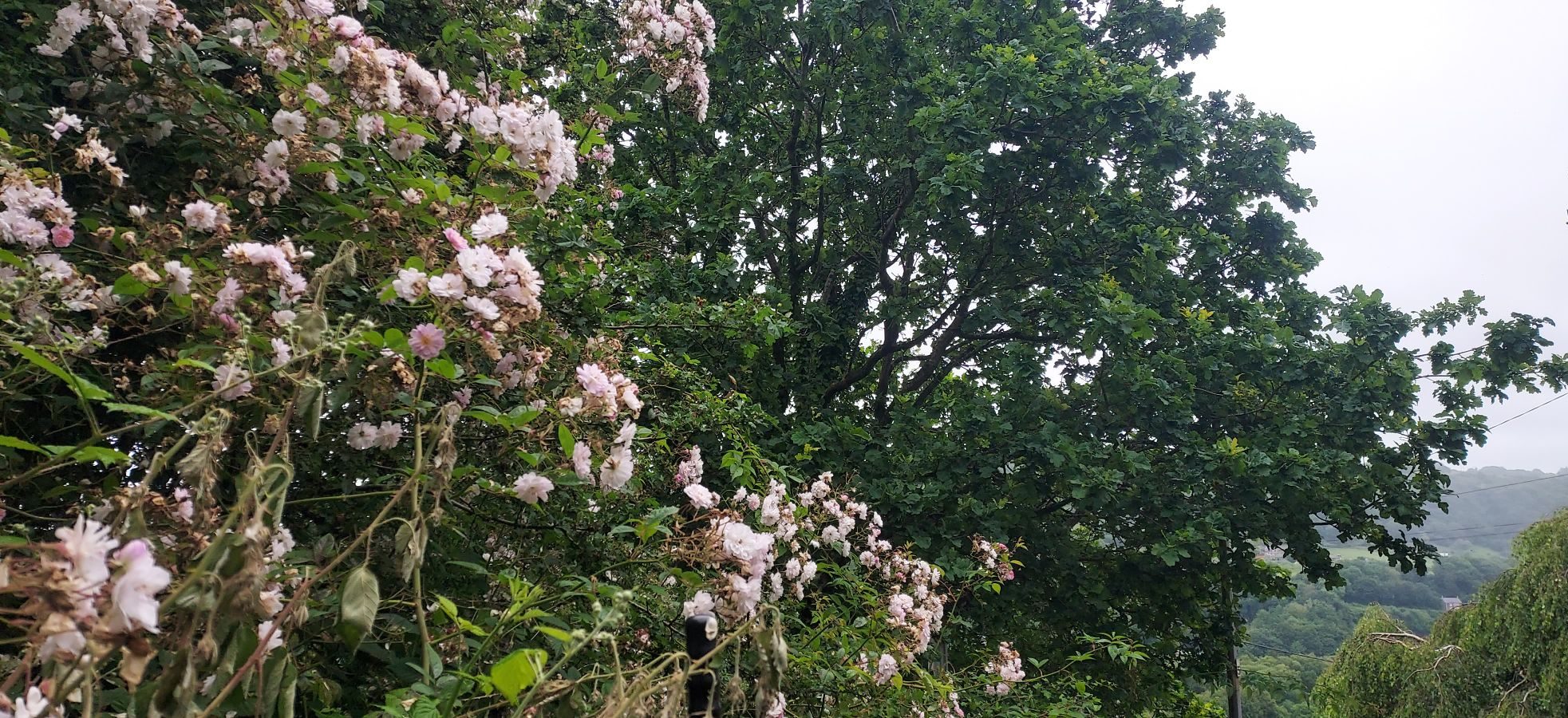 The wild rose, the willow warbler, and the rabbits: Summer walking diary