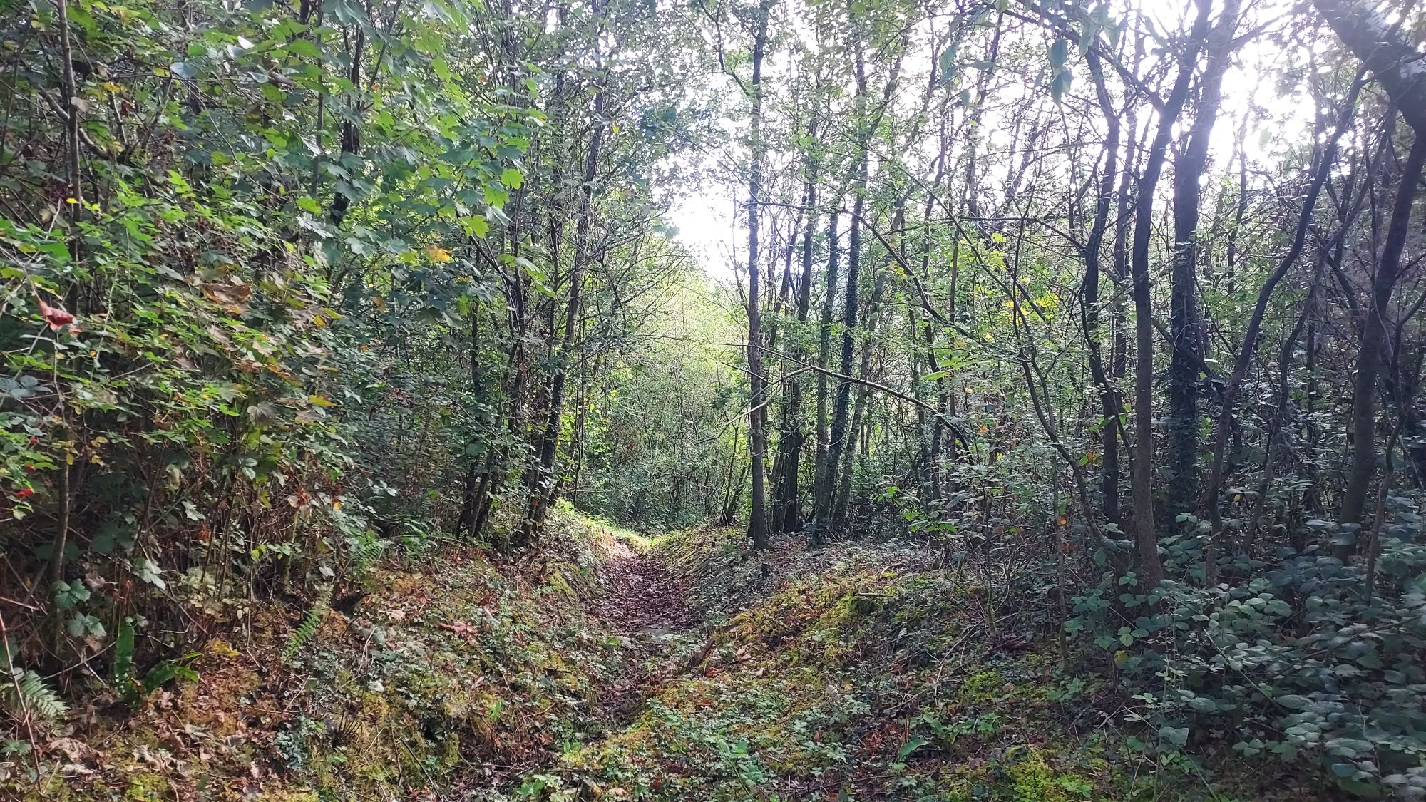 The season’s gilded edges – An Autumn walking diary